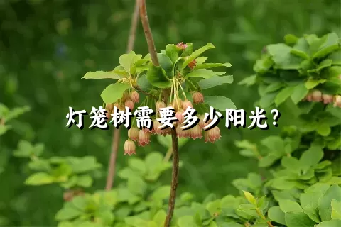 灯笼树需要多少阳光？