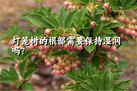 灯笼树的根部需要保持湿润吗？