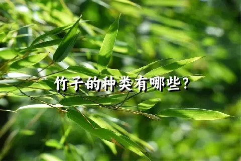 竹子的种类有哪些？