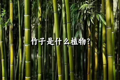 竹子是什么植物？