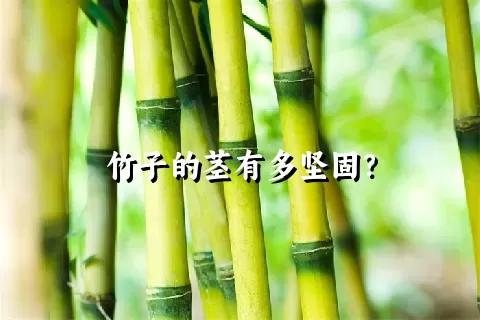 竹子的茎有多坚固？