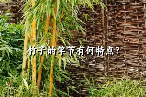 竹子的竿节有何特点？