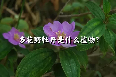 多花野牡丹是什么植物?