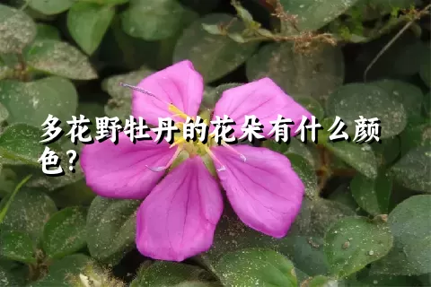 多花野牡丹的花朵有什么颜色?