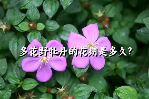 多花野牡丹的花期是多久?