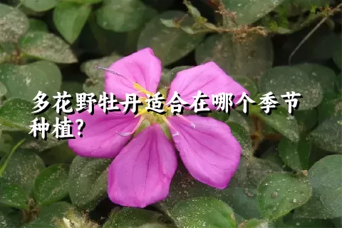 多花野牡丹适合在哪个季节种植?