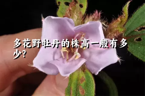 多花野牡丹的株高一般有多少?