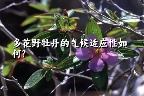 多花野牡丹的气候适应性如何?