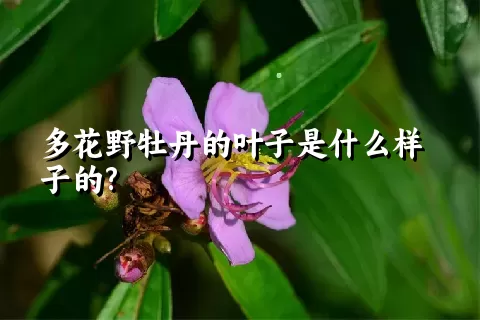 多花野牡丹的叶子是什么样子的?