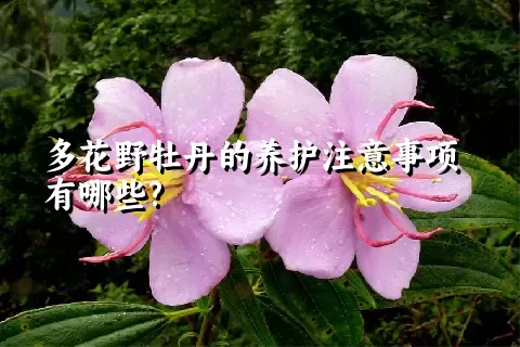 多花野牡丹的养护注意事项有哪些?