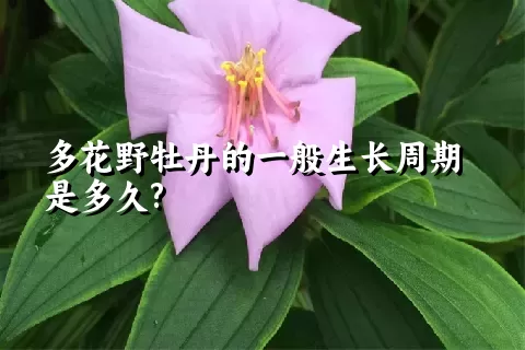 多花野牡丹的一般生长周期是多久?