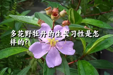 多花野牡丹的生长习性是怎样的?