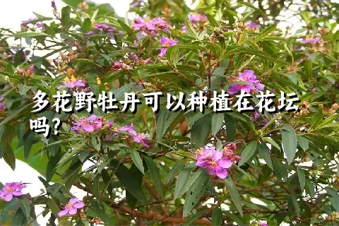 多花野牡丹可以种植在花坛吗?