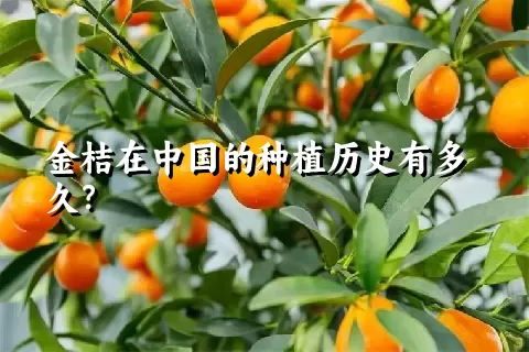 金桔在中国的种植历史有多久？