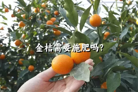 金桔需要施肥吗？