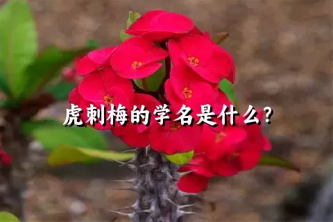 虎刺梅的学名是什么？