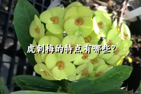 虎刺梅的特点有哪些？