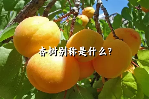 杏树别称是什么？