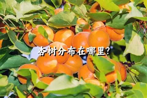 杏树分布在哪里?