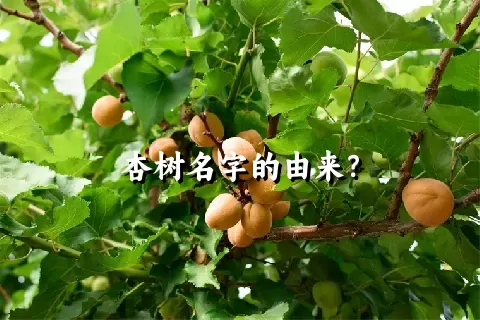 杏树名字的由来？