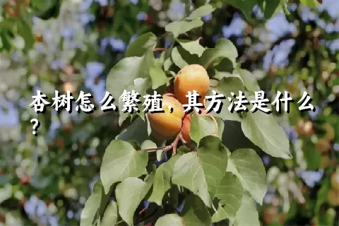 杏树怎么繁殖，其方法是什么？