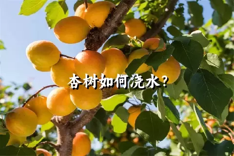 杏树如何浇水？