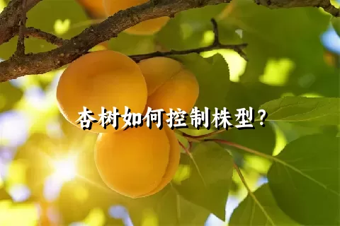 杏树如何控制株型？