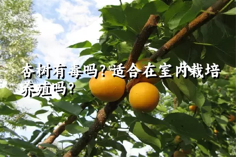 杏树有毒吗？适合在室内栽培养殖吗？