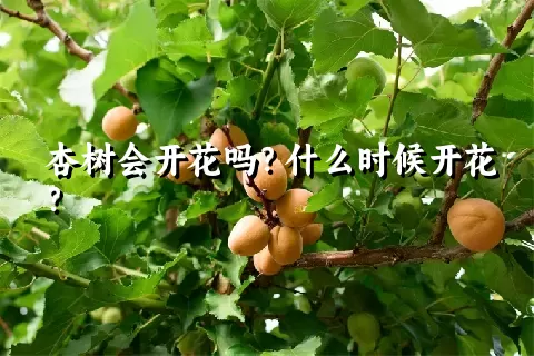 杏树会开花吗？什么时候开花？