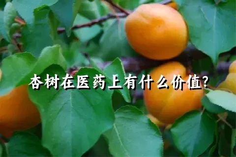 杏树在医药上有什么价值？