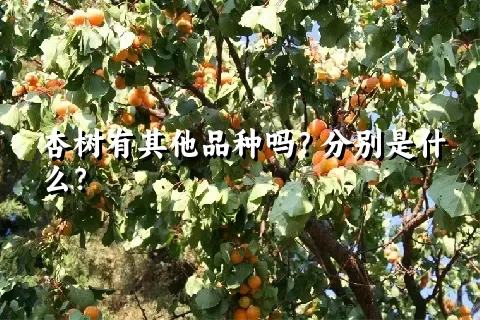 杏树有其他品种吗？分别是什么？