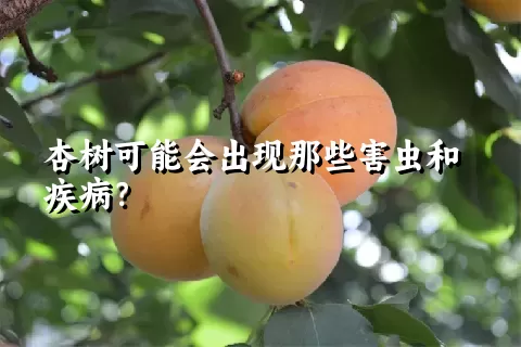 杏树可能会出现那些害虫和疾病？