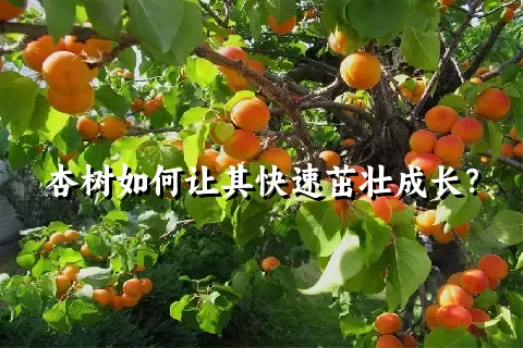 杏树如何让其快速茁壮成长？