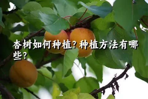 杏树如何种植？种植方法有哪些？