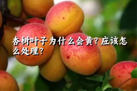 杏树叶子为什么会黄？应该怎么处理？