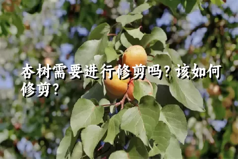 杏树需要进行修剪吗？该如何修剪？