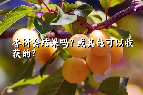 杏树会结果吗？或其他可以收获的？