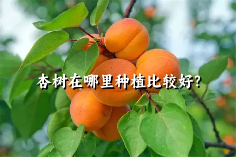 杏树在哪里种植比较好？