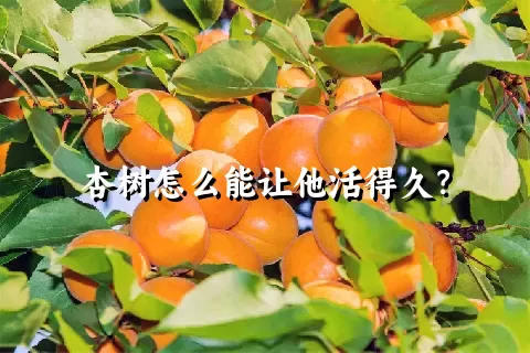 杏树怎么能让他活得久？