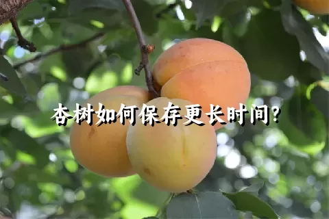 杏树如何保存更长时间？