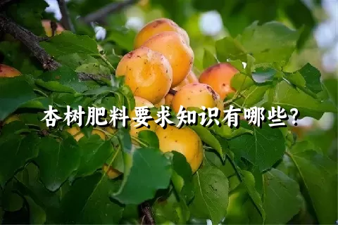 杏树肥料要求知识有哪些？