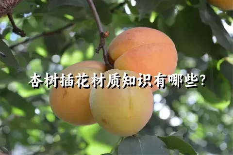 杏树插花材质知识有哪些？