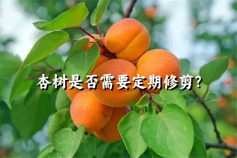 杏树是否需要定期修剪？