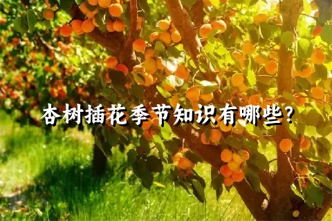 杏树插花季节知识有哪些？