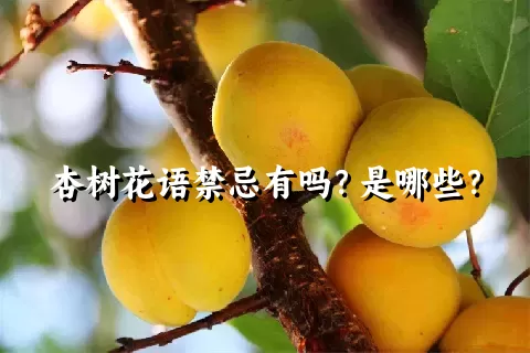 杏树花语禁忌有吗？是哪些？