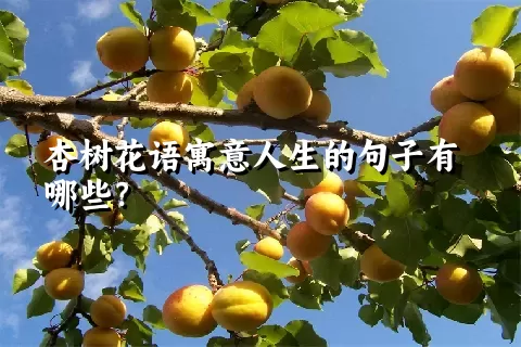 杏树花语寓意人生的句子有哪些？