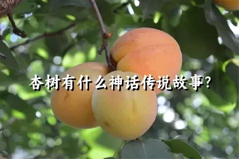 杏树有什么神话传说故事？