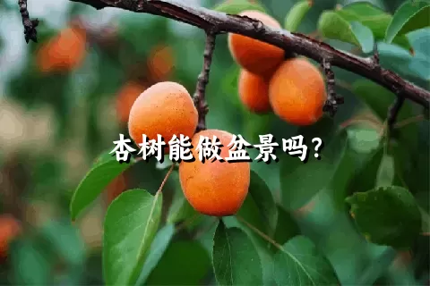 杏树能做盆景吗？