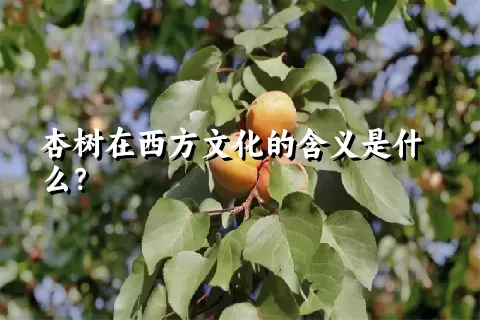 杏树在西方文化的含义是什么？