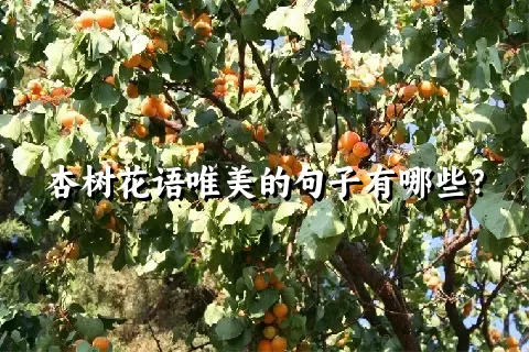 杏树花语唯美的句子有哪些？